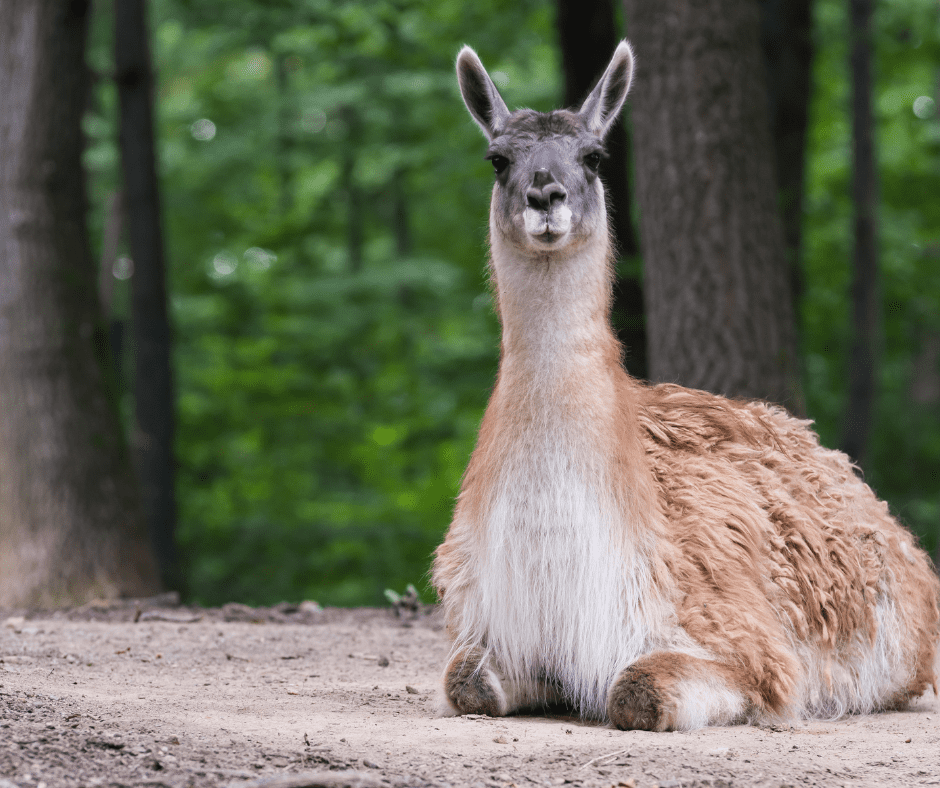 A llama laying down on the ground
