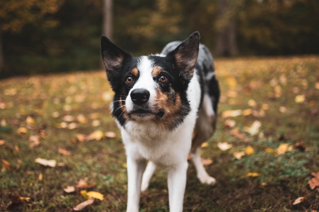 Picture of a dog standing on the grass with fallen leaves in the background