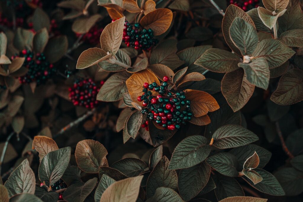 Picture of plants with red and blue berries
