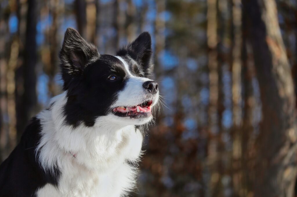 A black and white dog with the shadow of a forest in the background