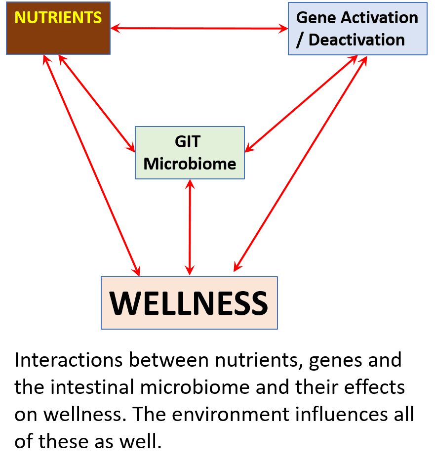 Chart showing interactions between nutrients, genes, and the intestinal microbiome and their effects on wellness.